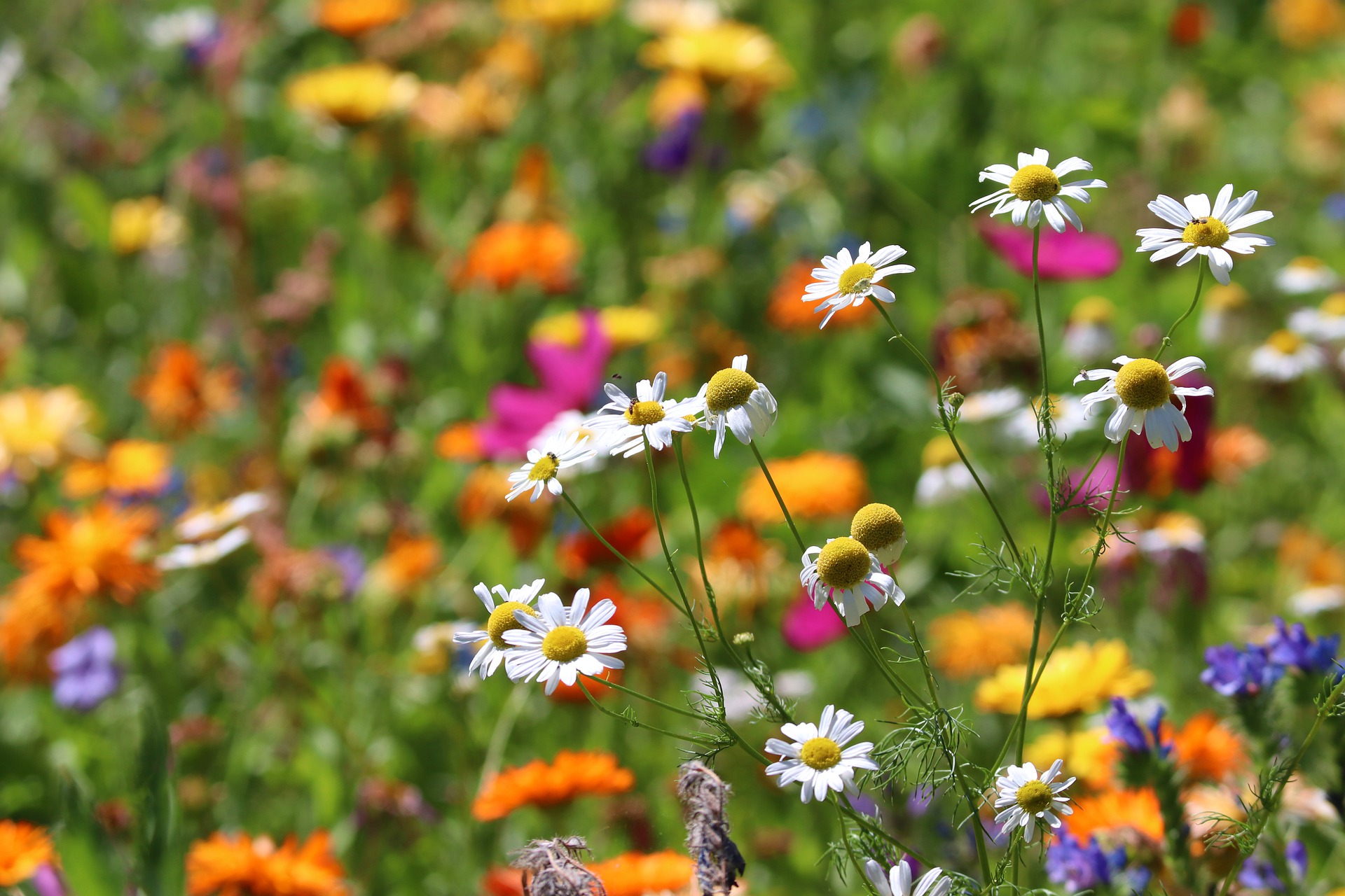 Schützenfest in Seifersbach